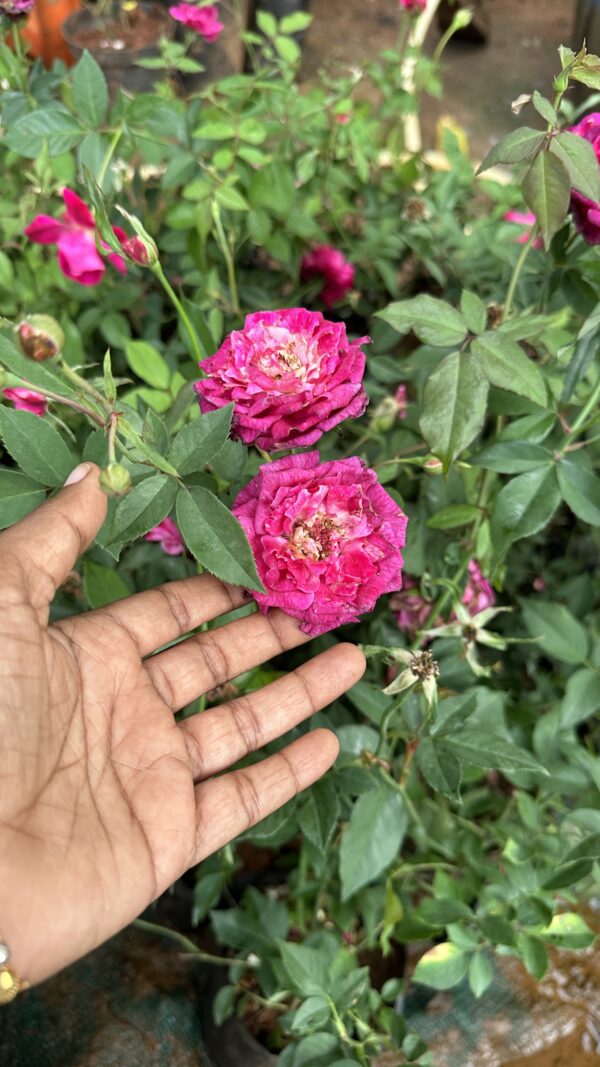 Scented Violet Rose