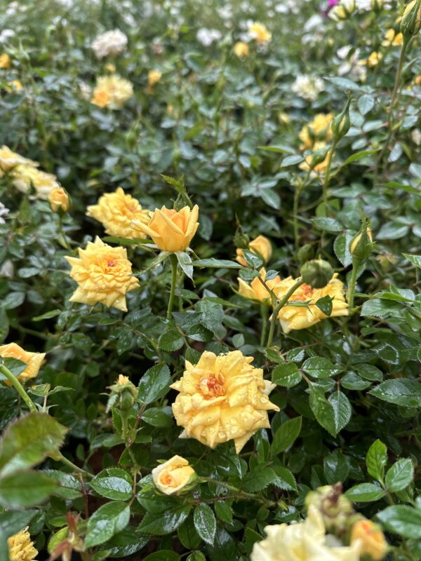 Lemon Scented Yellow Rose Ownrooted