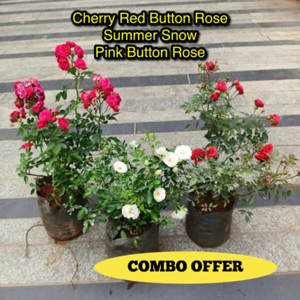 3 Button Rose Combo(Onam Offer)