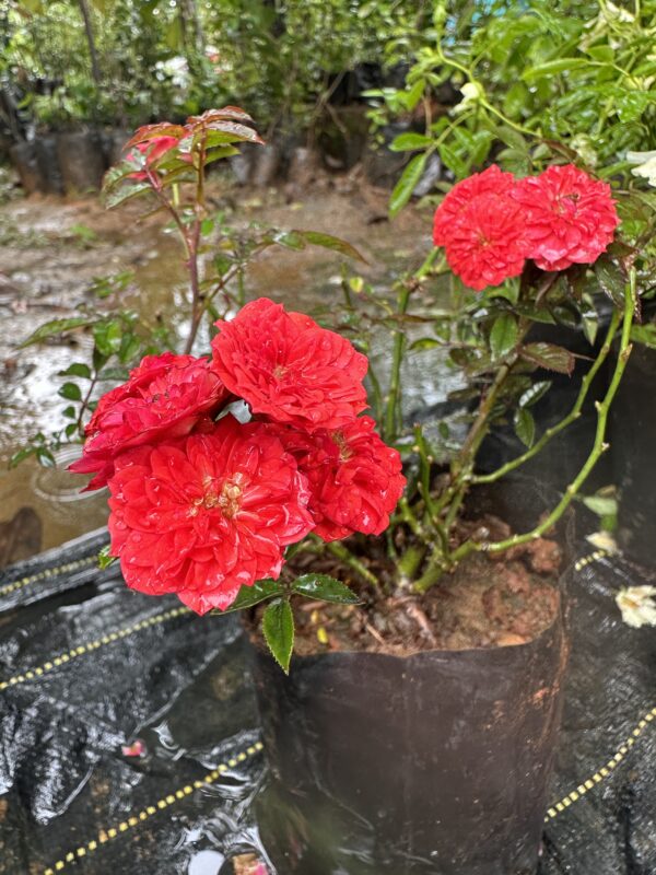 Orange Button Rose Ownrooted