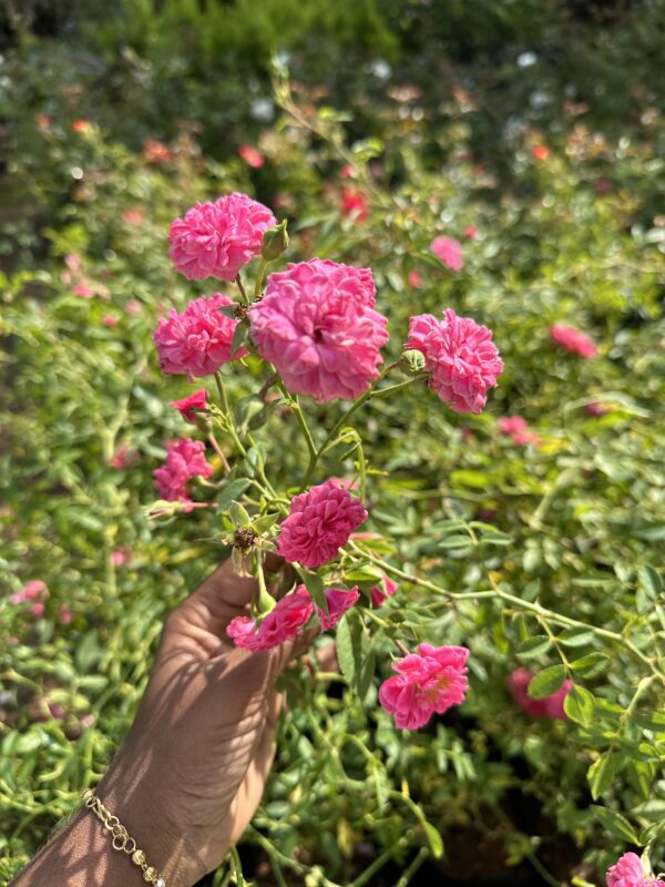 Creeping Rose Pink