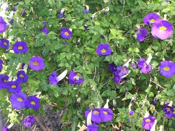 Thunbergia Erecta