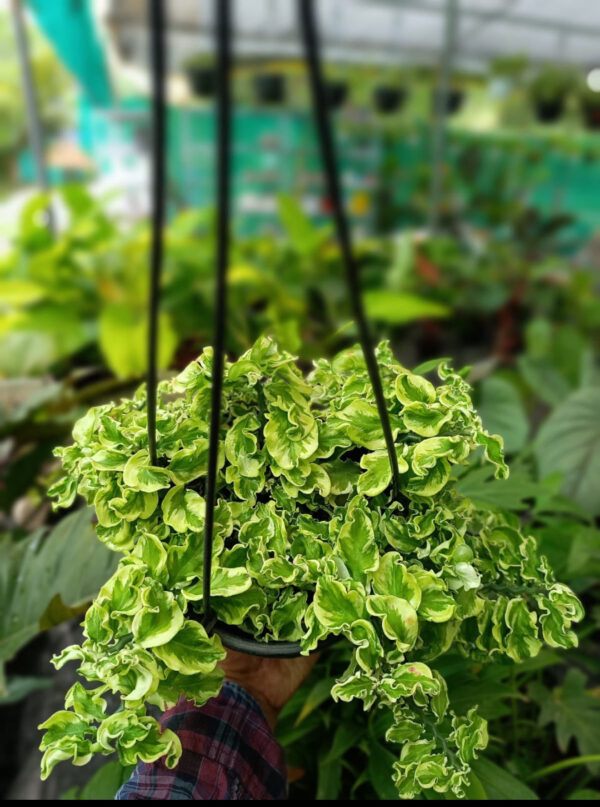 Pedilanthus Curly Variegated