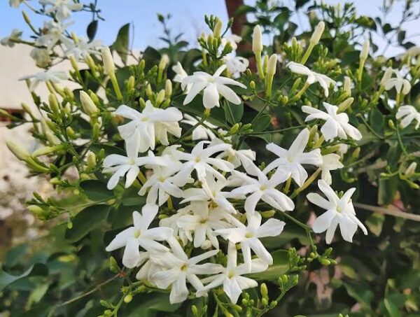 Nithya Malli(Nithyamulla, Winter jasmine)