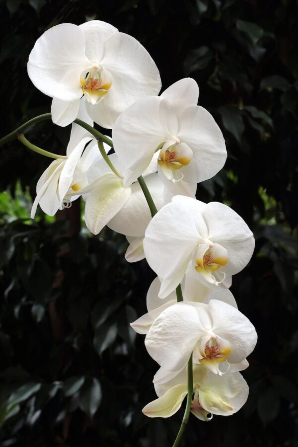 Phalaenopsis Orchids White