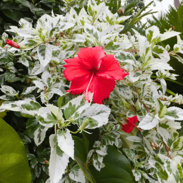 Hibiscus Variegated(Chembarathi)