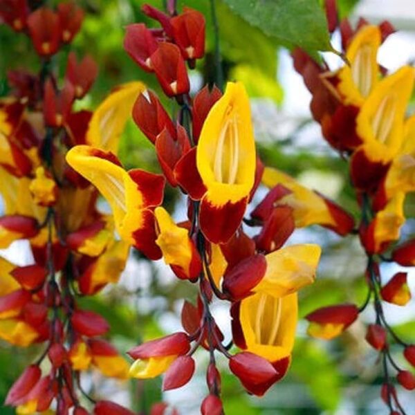 Ladies Shoe Creeper(Yellow)Thunbergia