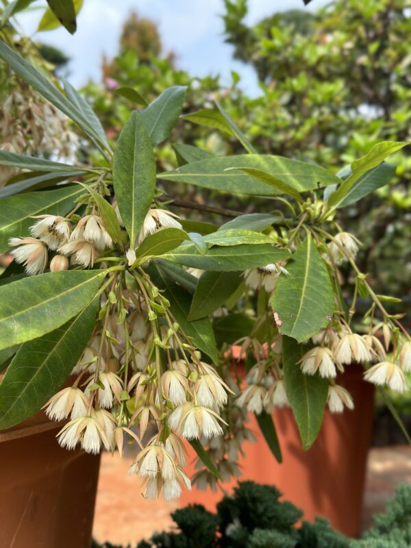 Rudraksha flower plant (Jimikki Kammal)