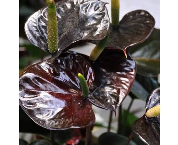 Anthurium Chocolate color