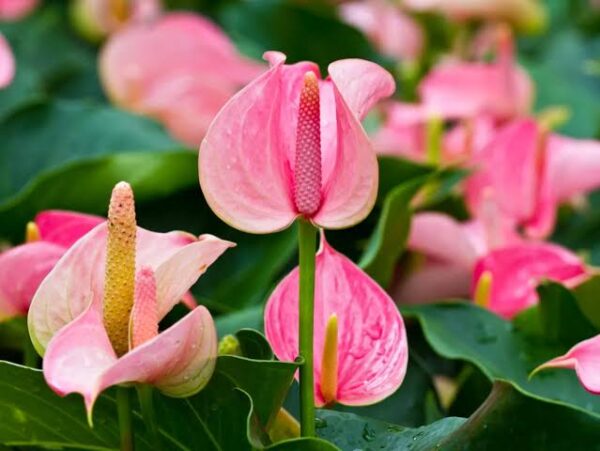 Anthurium Pink Princess