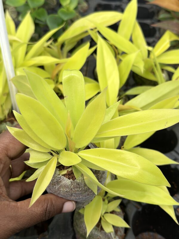 Philodendron Golden