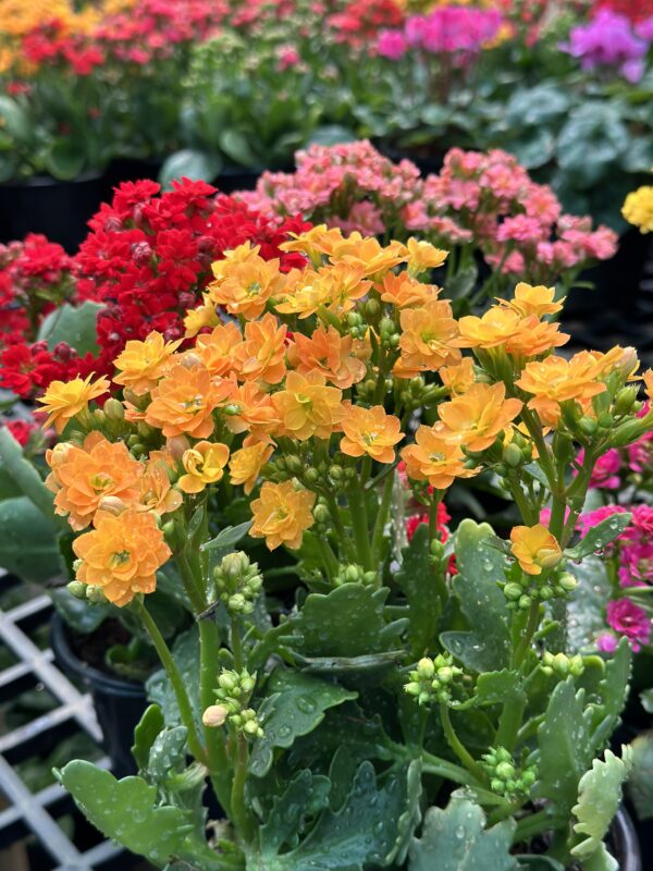 Kalanchoe Orange (Single plant)