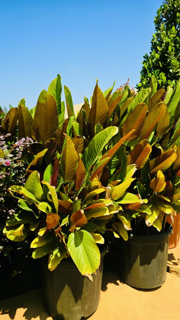 Calathea Lutea Red( Calathea wheat)